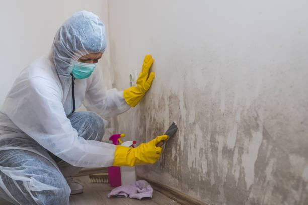 Best Insurance-Related Mold Remediation in Wesley Chapel, FL