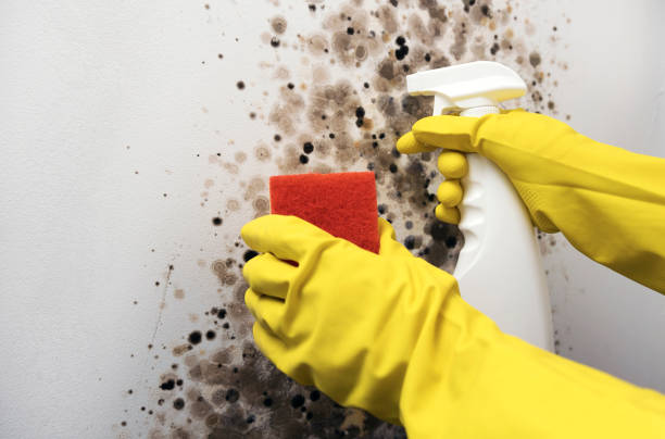 Best HVAC Mold Remediation in Wesley Chapel, FL
