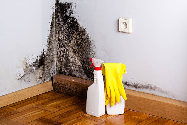 Best Commercial Mold Remediation in Wesley Chapel, FL